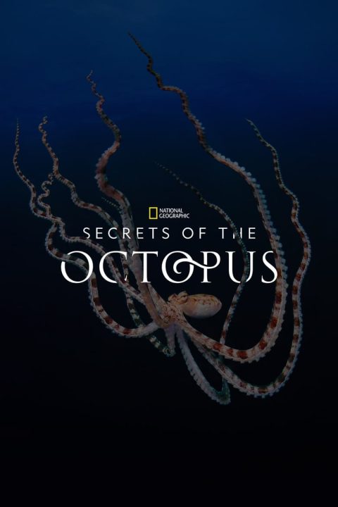 Plagát Secrets of the Octopus