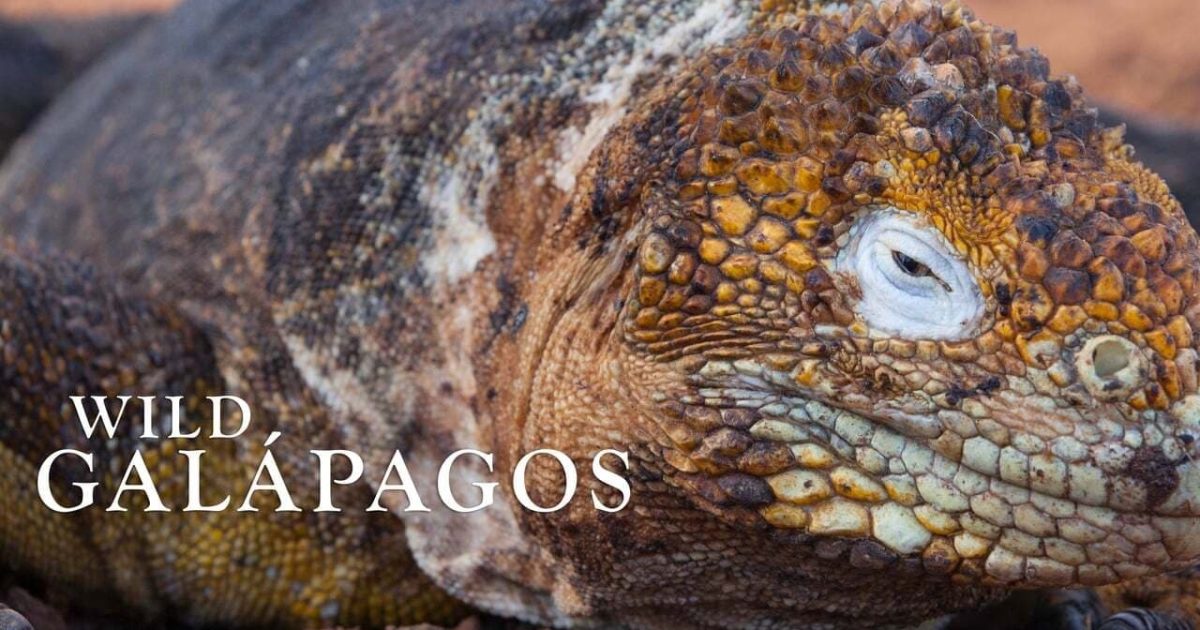 Wild Galápagos