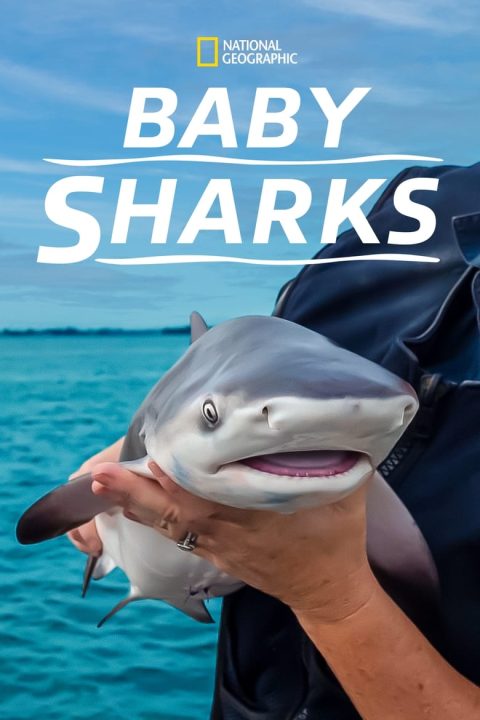 Plagát Baby Sharks