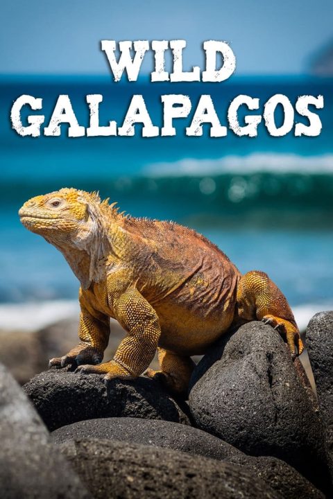 Plagát Wild Galápagos